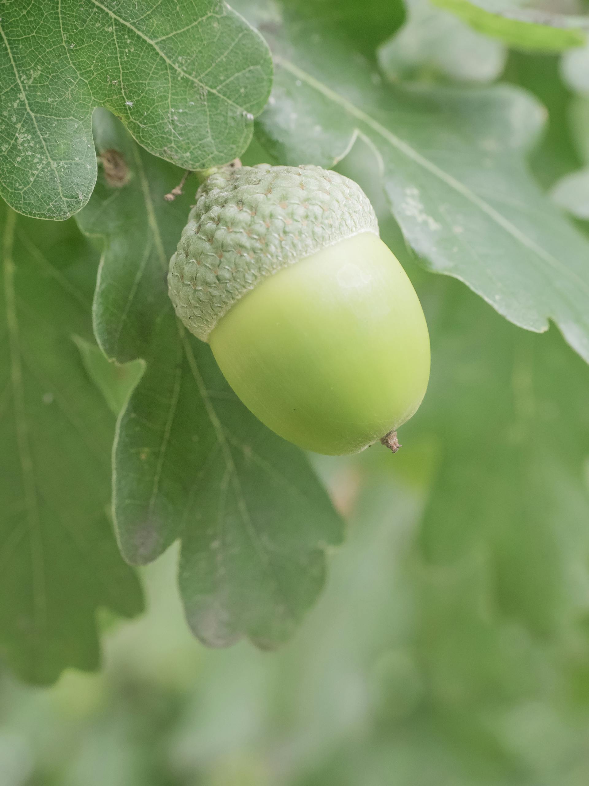 Vibrant green acorn hanging from oak tree branch in natural setting, showcasing growth and nature's beauty.